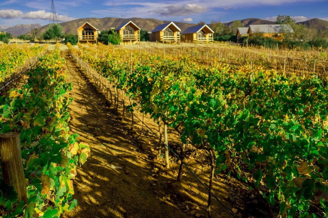 celebrity vineyard escape